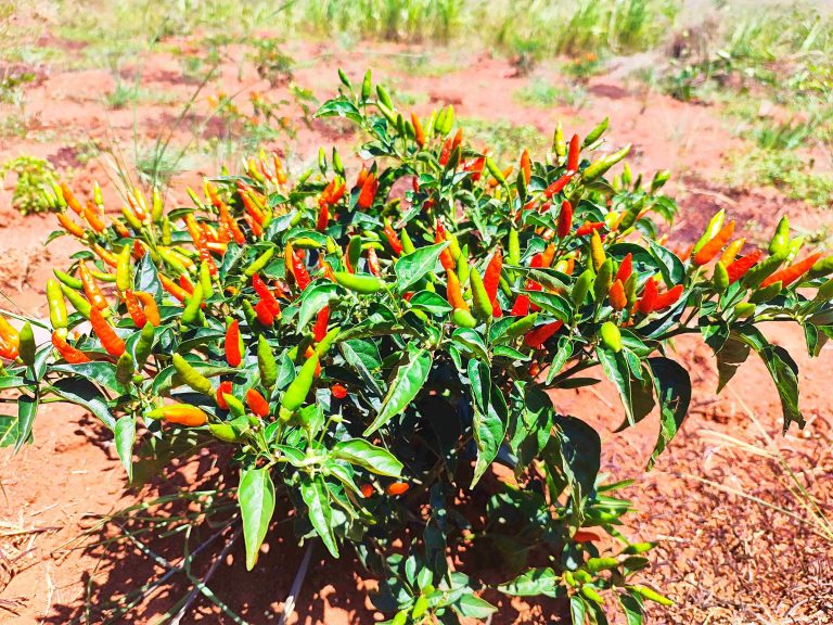Culture de piment bec d&rsquo;oiseau